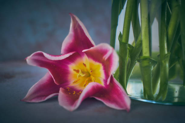 istock Pink tulips in a vase 947303792