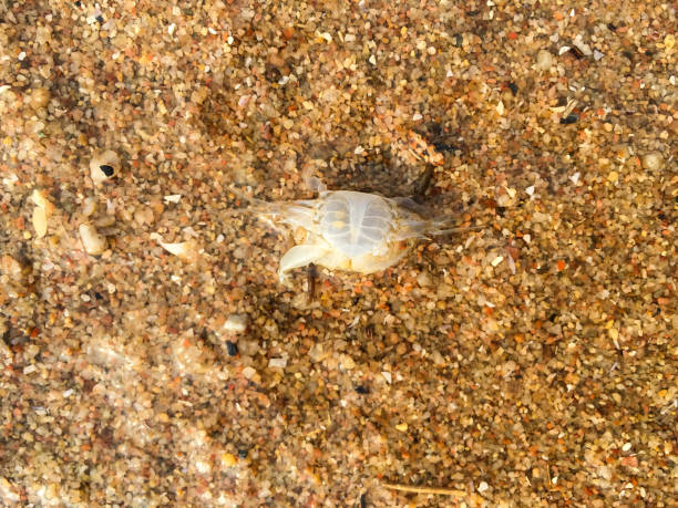 istock Dead crab on golden sandy beach, Thailand beach 947304126