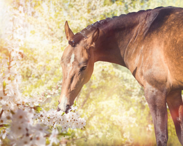 istock Portrait of horse on spring blossom background 947304594