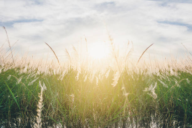 istock grass flower in field with sunset light 947305100