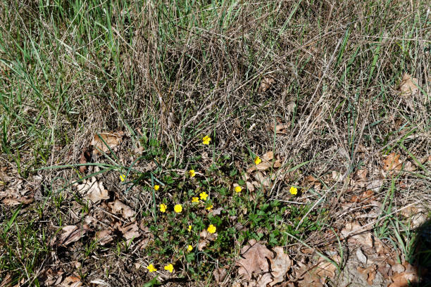 istock Spring flowers in fresh forest, good for meditation and mind cleaning 947306596