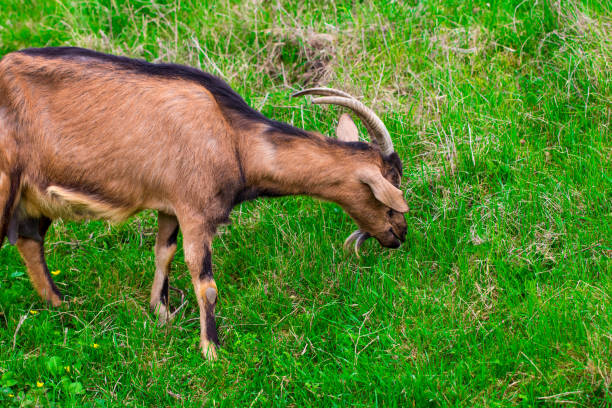 istock A young white goat eats green juicy grass 947308574