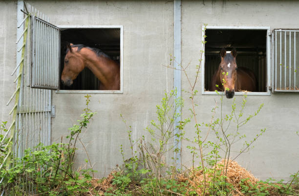 two brown horses look out through stable window and show no affection
