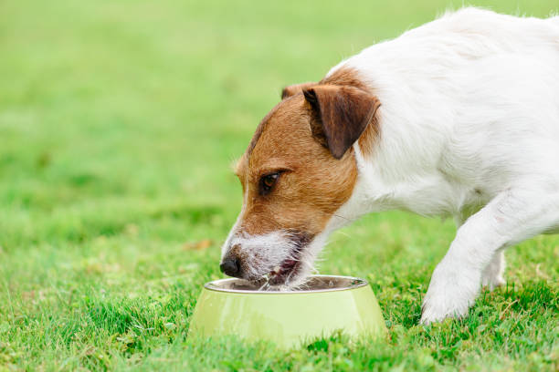 istock Thirsty dog drinks water from pet bowl at hot summer day 947315048