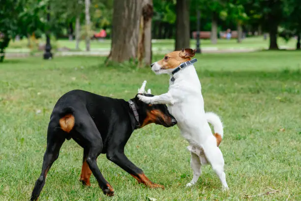 Photo of Jack Russell Terrier dog playing with playful Doberman Pinscher puppy at park