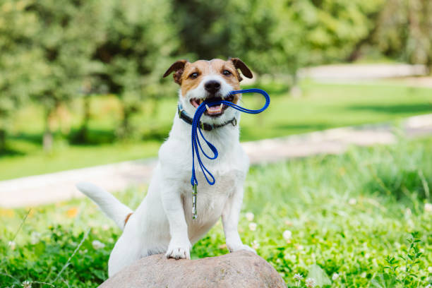 Concept of happy morning walk with a dog at park Jack Russell Terrier with leash in mouth with park view at background graphite photos stock pictures, royalty-free photos & images