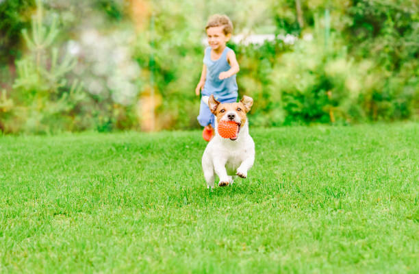 perro con pelota en la boca se extiende desde niño jugando juego de persecución en el césped de verano - juvenile lawn animal mammal fotografías e imágenes de stock