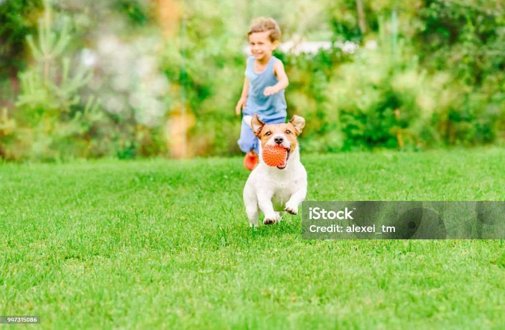 Dog with ball in mouth runs from kid playing chase game at summer lawn Jack Russell Terrier playing with child boy at bright day Dog Stock Photo