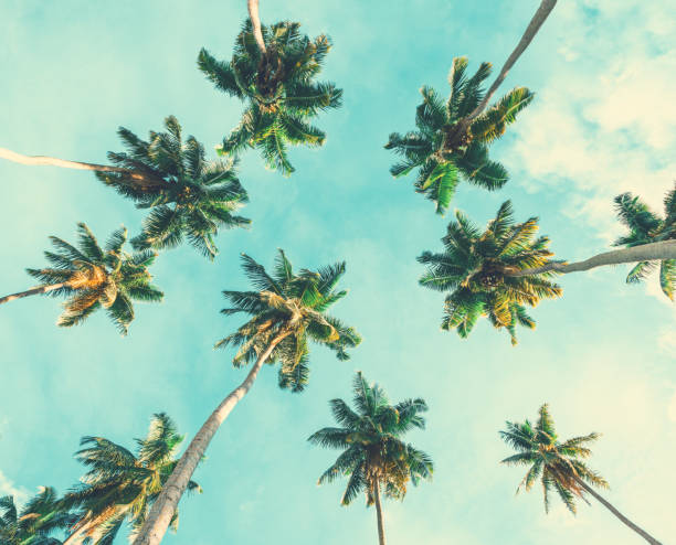 istock Coconut palm trees on sky background. Toned image.  Low Angle View. 947315844