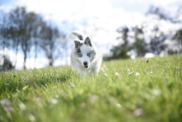 istock Puppy dog ​​playing in the grass 947327632
