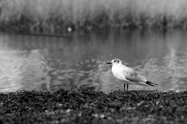 black and white photo of a seagull