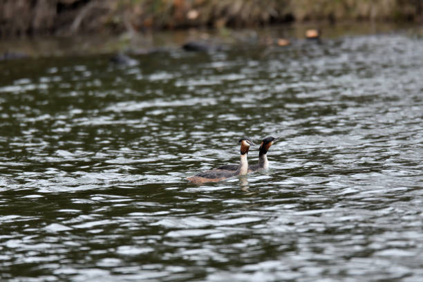 istock dabchick crested swimming on the lake great crested grebe wildlife 947331898