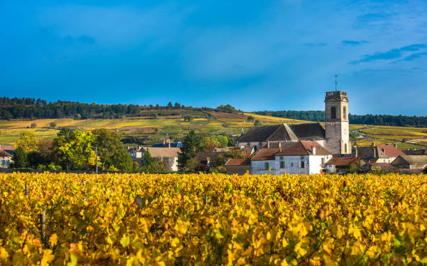 Chateau with vineyards in the autumn season, Burgundy, France Chateau with vineyards in the autumn season, Burgundy, France beaujolais region stock pictures, royalty-free photos & images
