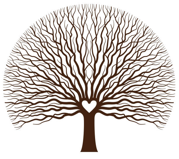 illustrazioni stock, clip art, cartoni animati e icone di tendenza di illustrazione di grande quercia - origins oak tree growth plant