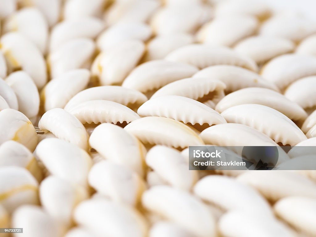 Abstract Shell Background Abstract Sea Shell Background Stock Photo - Download Image Now ...