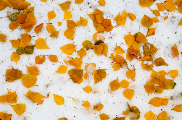 istock Leaves autumn snow texture 947339382