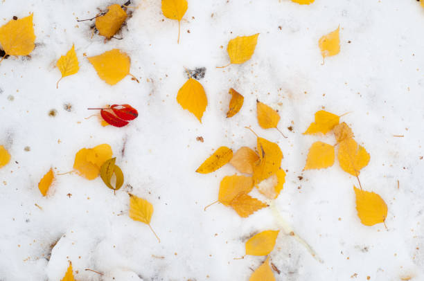 istock Leaves autumn snow texture 947339386