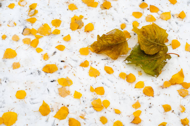 istock Leaves autumn snow texture 947339560