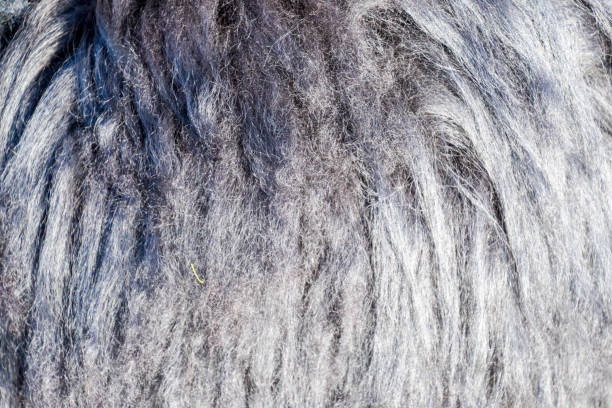 Background of sheep wool on a hat. Mouton sheep's wool