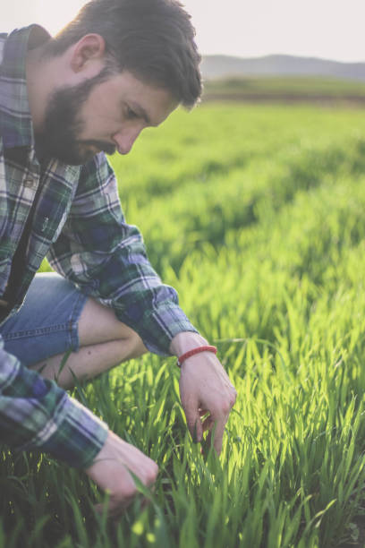 istock Harvesting, organic farming concept 947344078