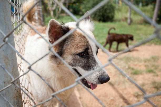 istock abandoned dog locked in a cage 947344546