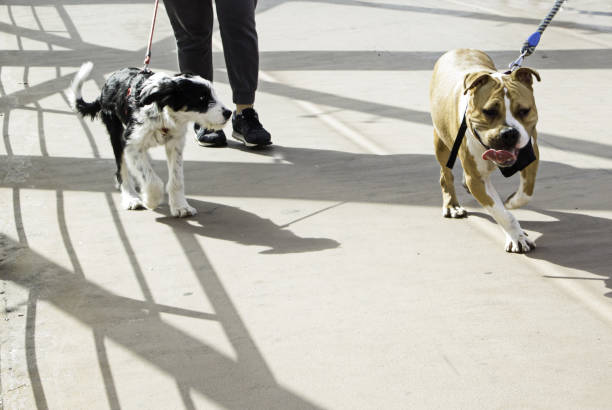 istock Dog walking street 947344718
