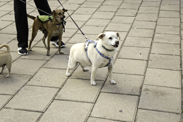 istock Dog walking street 947344762