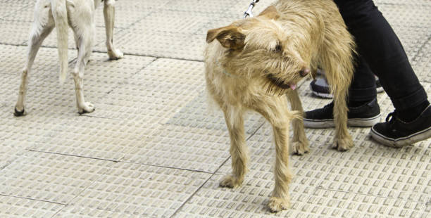 istock Dog walking street 947344782