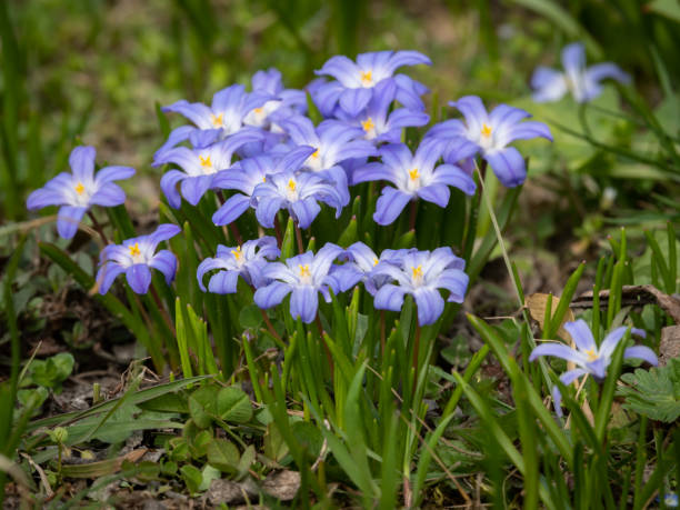 glory-of-the-snow 꽃 (chionodoxa luciliae) - chionodoxa 뉴스 사진 이미지