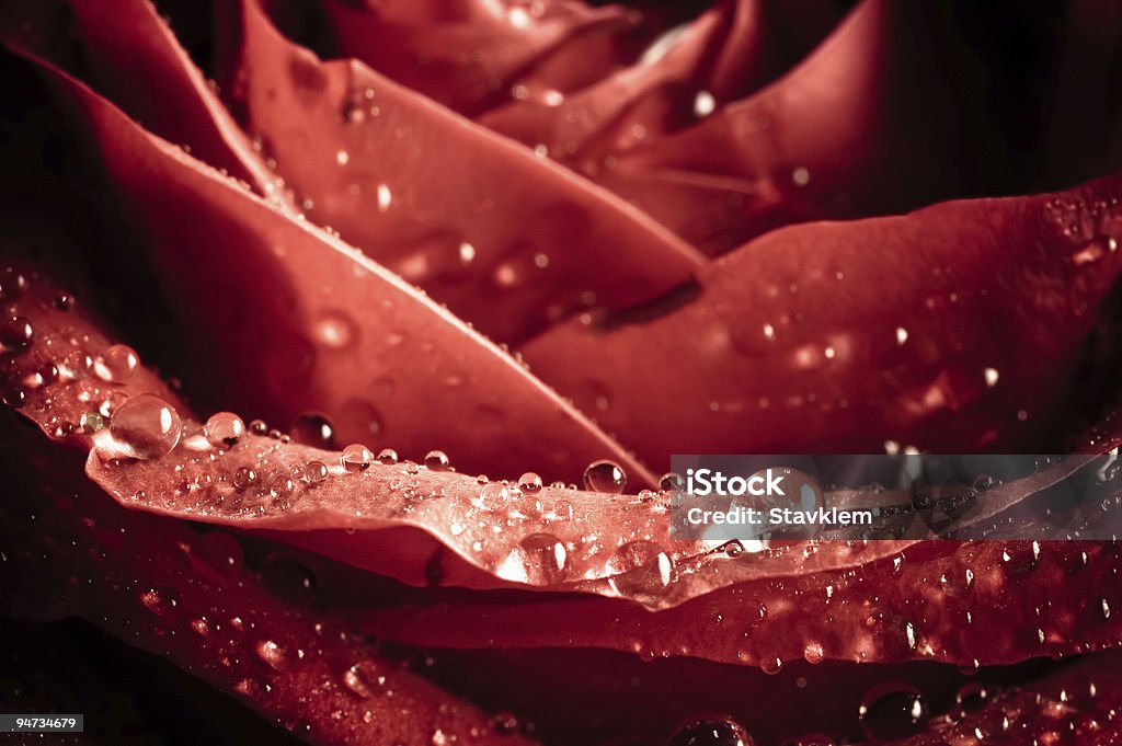Hermosa rosa - Foto de stock de Agua libre de derechos