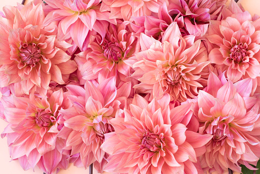 Pink dahlia with raindrops. Green foliage in background. Late summer.