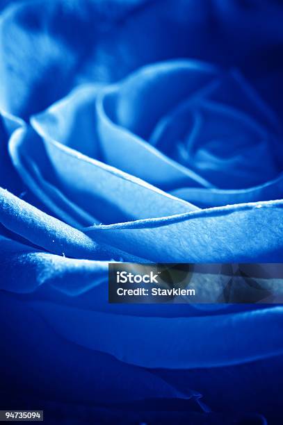 Beautiul Rosas Con Gotas De Agua En Azul Foto de stock y más banco de imágenes de Agua - Agua, Agua potable, Amor - Sentimiento