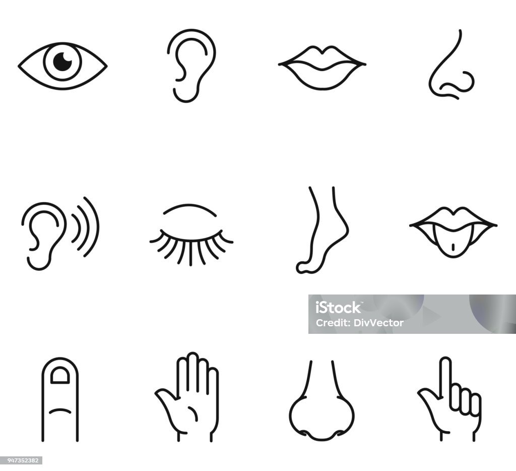 Five human senses icons Five human senses icons , vector illustration Nose stock vector