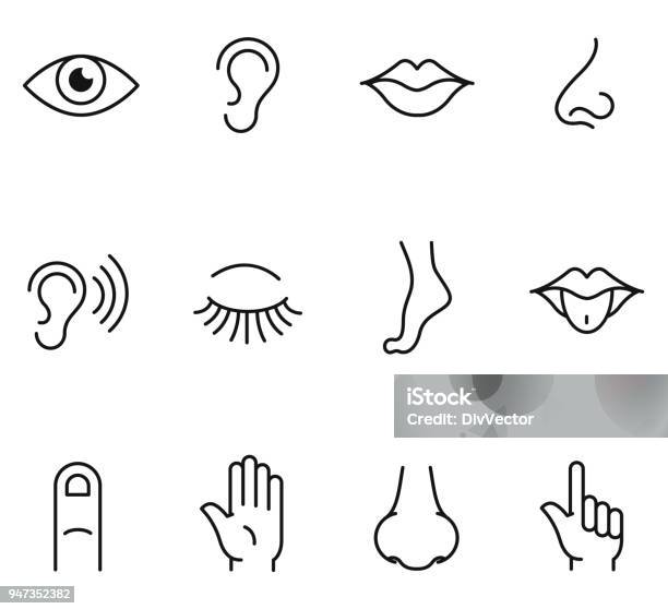 Five Human Senses Icons Stock Illustration - Download Image Now - Nose, Eye, Mouth