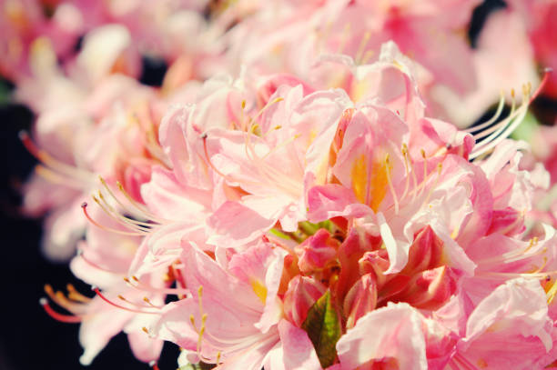 Blooming azalea in Spring