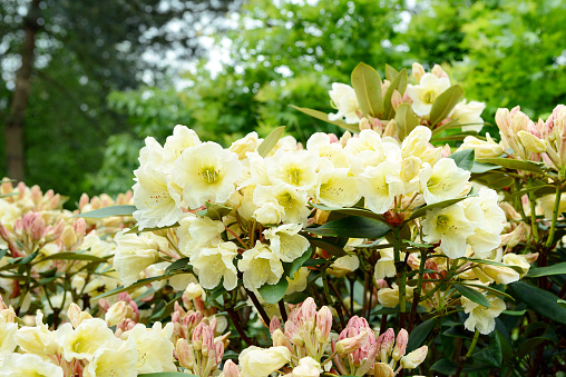 white yellow rhododendron blooming in springtime.