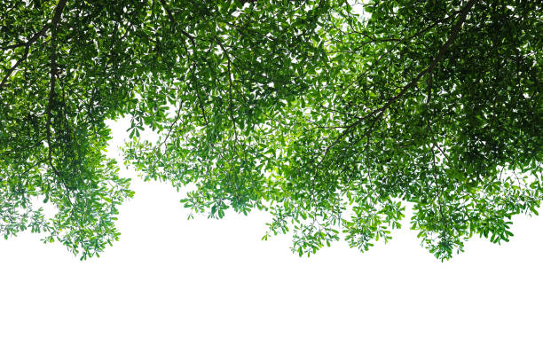 istock leaves and twig isolated on white 947352854