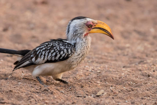 istock Southern Yellow-Billed Hornbill 947353044