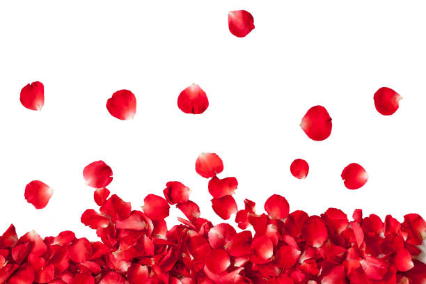 istock Rose petals on white ground 947353180