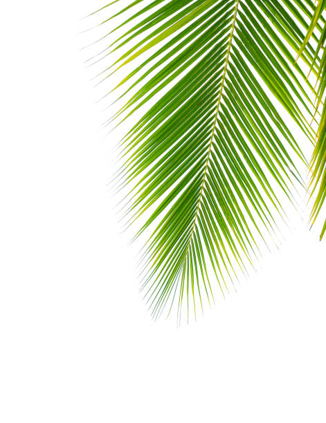 istock tropical coconut palm leaf isolated on white 947353210