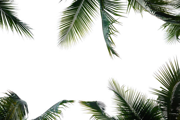 coconut palm leaves frame isolated on white