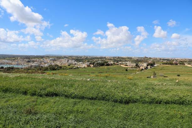 Cornfield in spring on the island of Malta