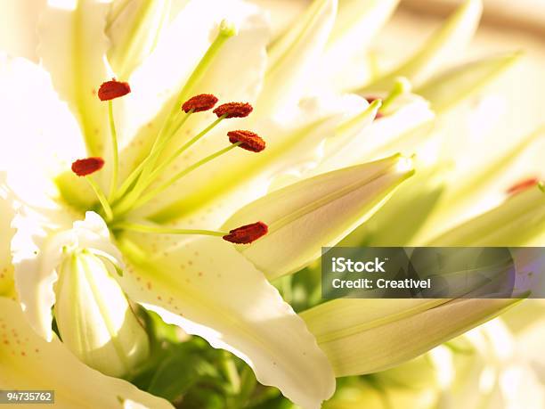 White Lilies In Bloom Stock Photo - Download Image Now - Bud, Celebration, Color Image