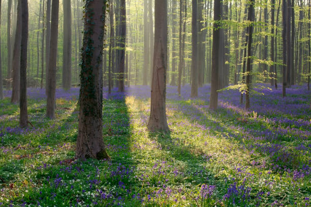 istock sunny day in spring forest, Hallerbos 947358928