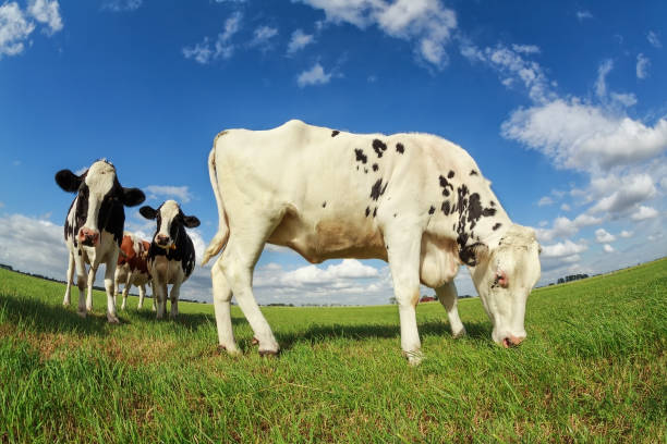 istock white cow grazing on green pasture during sunny day 947359078