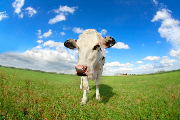 istock cute cow on pasture close up via wide angle 947361344