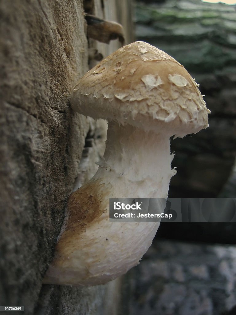 Drôle de champignon - Photo de Pénis libre de droits