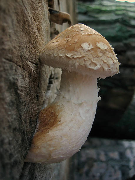 drôle de champignon - penis erection mushroom growth photos et images de collection