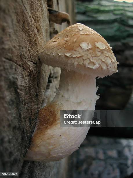 Foto de Engraçado De Cogumelos e mais fotos de stock de Pênis - Pênis, Comida, Crescimento