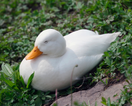 Mute swan on a large nest build by straw in a public park – Søerne – in Copenhagen